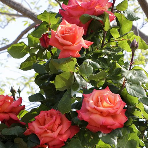 Portocaliu - roşcat - Trandafir copac cu trunchi înalt - cu flori în buchet - coroană tufiș